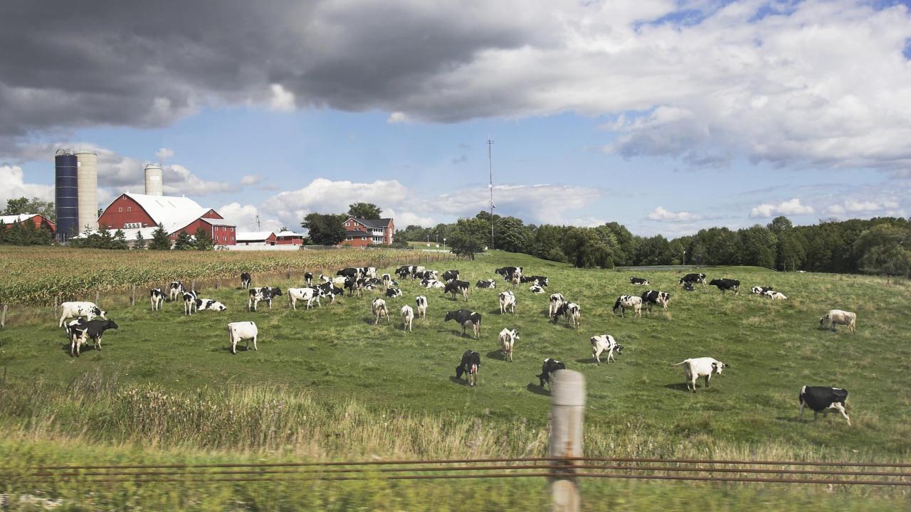 Herd of cows on a farm on a cloudy day