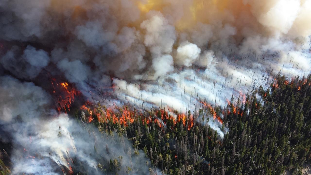 Aerial view of forest wildfire